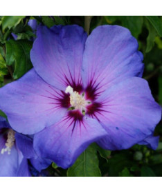 Syrian Hibiscus (Hibiscus) 'Oiseau Bleu' var., 'Blue Bird'