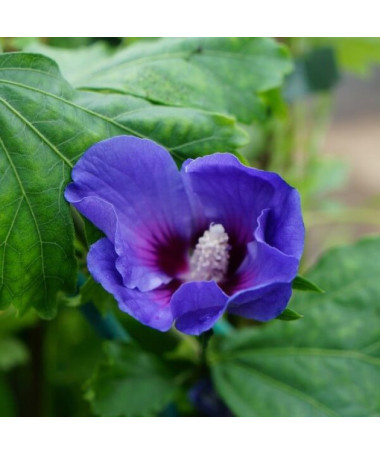 Syrian Hibiscus (Hibiscus) 'Oiseau Bleu' var., 'Blue Bird'