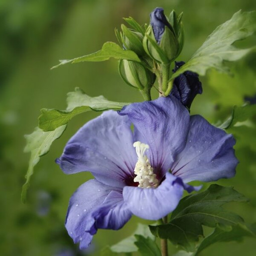 Syrian Hibiscus (Hibiscus) 'Oiseau Bleu' var., 'Blue Bird'