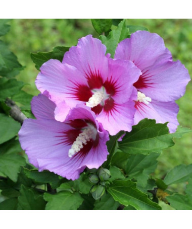 Syrian Hibiscus (Hibiscus) 'Maike' single, 2L