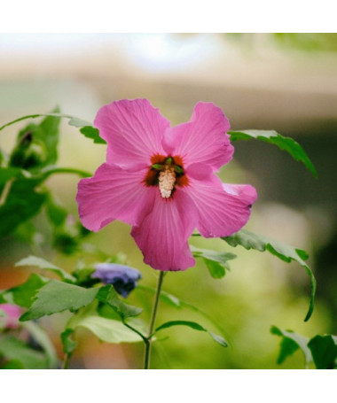 Syrian Hibiscus (Hibiscus) 'Maike' single, 2L