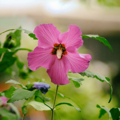 Syrian Hibiscus (Hibiscus) 'Maike' single, 2L