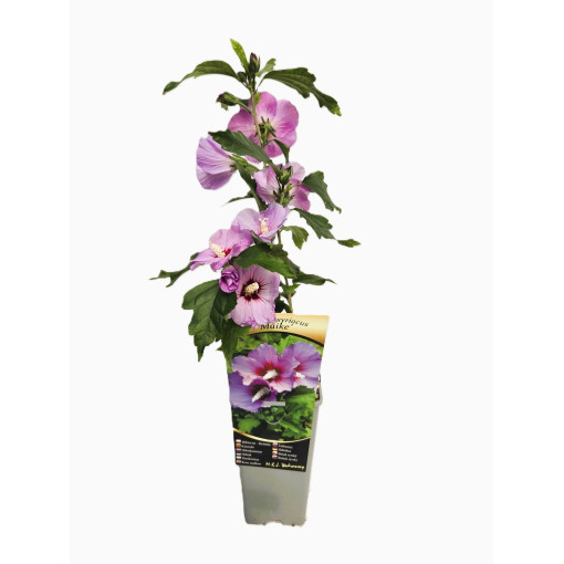 Syrian Hibiscus (Hibiscus) 'Maike' single, 2L