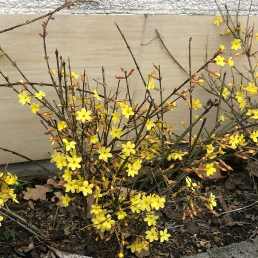 Winter Jasmine P9/C1