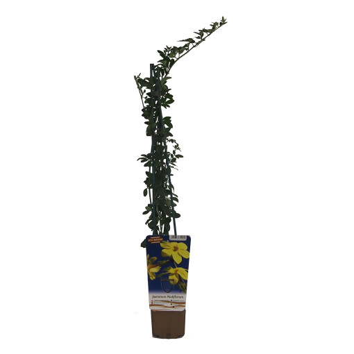 Winter Jasmine P9/C1