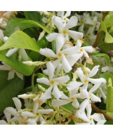 Jasmine Flowering P9/C1