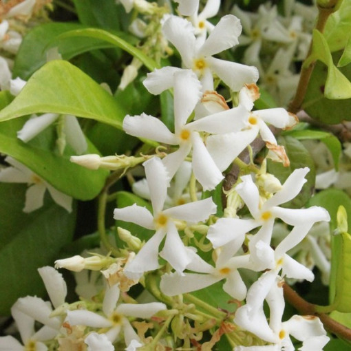 Jasmine Flowering P9/C1