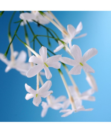 Jasmine Flowering P9/C1