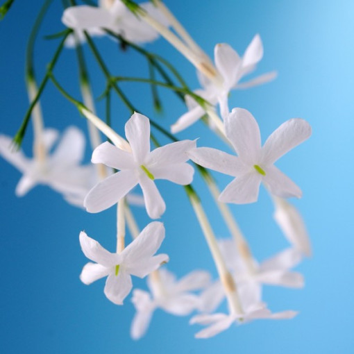 Jasmine Flowering P9/C1