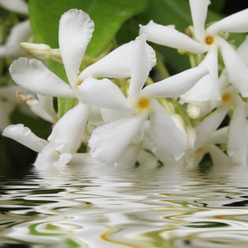 Jasmine Flowering P9/C1