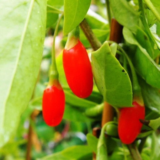 Goji Berry - Sweet Berry P9/C1