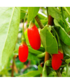 Goji Berry - Sweet Berry P9/C1