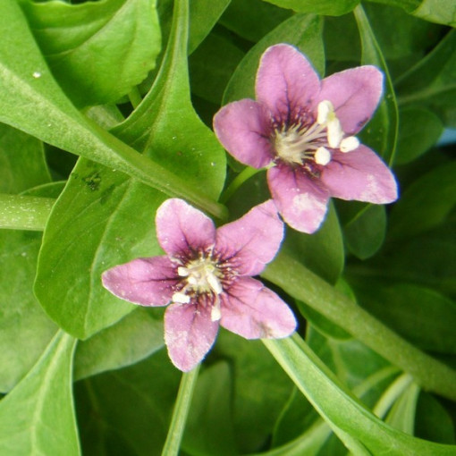 Goji Berry - Sweet Berry P9/C1