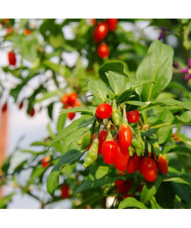 Goji Berry - Big Berry P9/C1