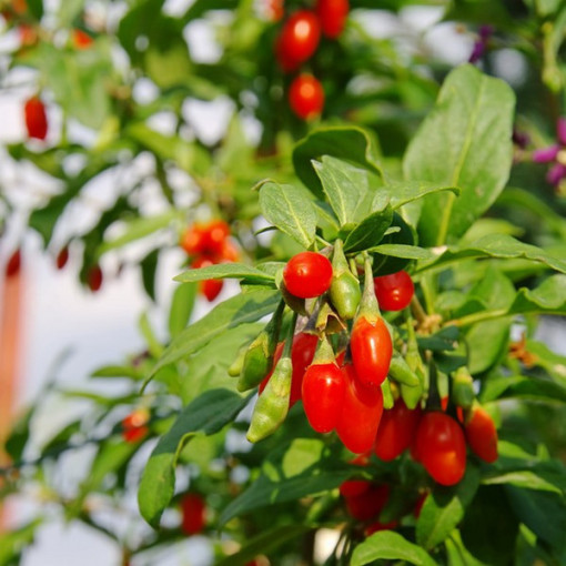 Goji Berry - Big Berry P9/C1