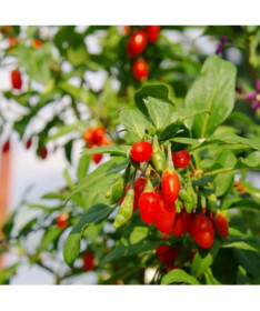 Goji Berry - Big Berry P9/C1