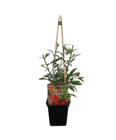 Goji Berry - Big Berry P9/C1