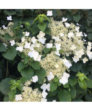 Climbing Hydrangea Petiolaris Poj, 2L