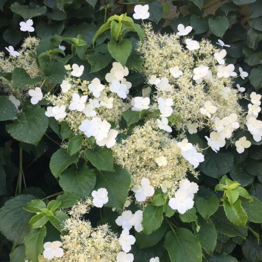 Climbing Hydrangea Petiolaris Poj, 2L