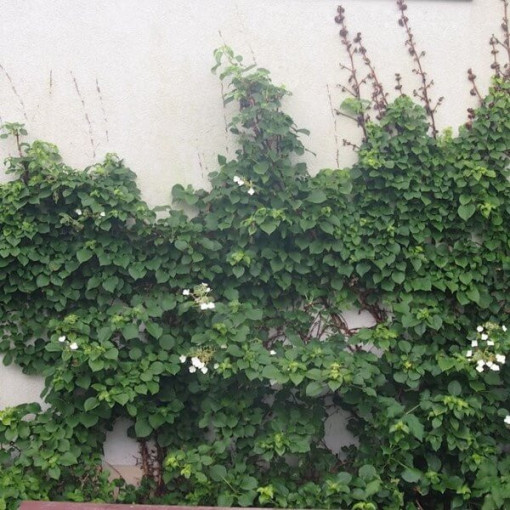 Climbing Hydrangea Petiolaris Poj, 2L