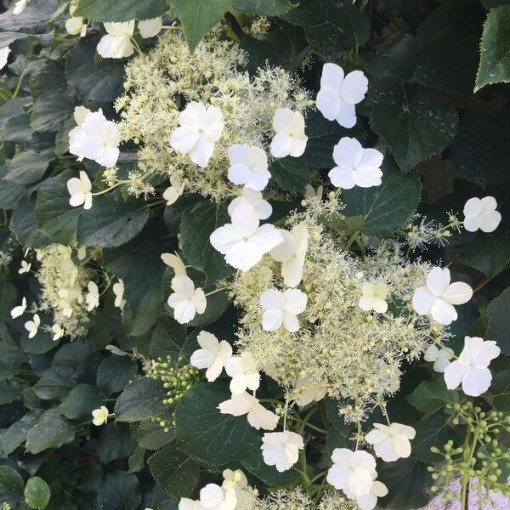 Climbing Hydrangea Petiolaris Poj, 2L