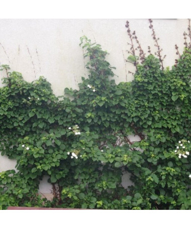 Climbing Hydrangea Petiolaris P9/C1