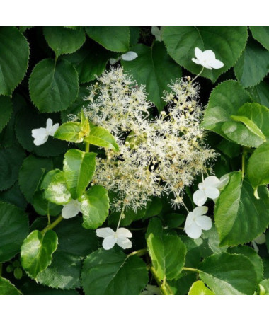 Climbing Hydrangea 'Mirranda' pot, 2L