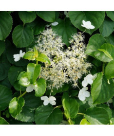 Climbing Hydrangea 'Mirranda' pot, 2L