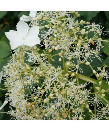 Climbing Hydrangea 'Mirranda' pot, 2L