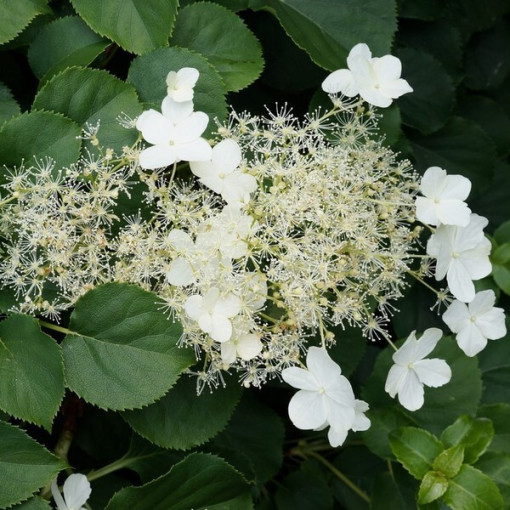 Climbing Hydrangea 'Mirranda' pot, 2L