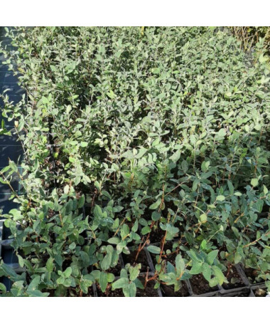 Honeyberry 'Lori' P9/C1