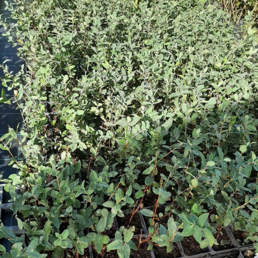 Honeyberry 'Lori' P9/C1