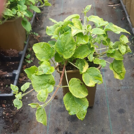 Climbing Hydrangea 'Mirranda' pot, 2L