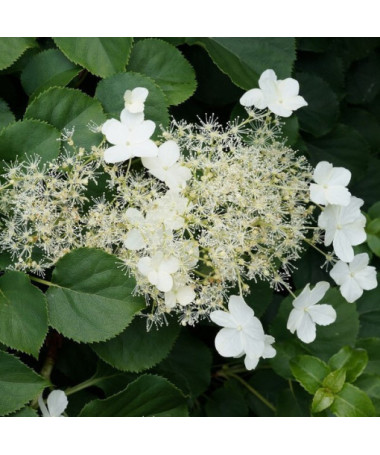 Climbing Hydrangea 'Mirranda' P9/C1