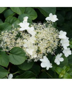 Climbing Hydrangea 'Mirranda' P9/C1