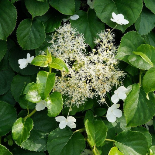 Climbing Hydrangea 'Mirranda' P9/C1
