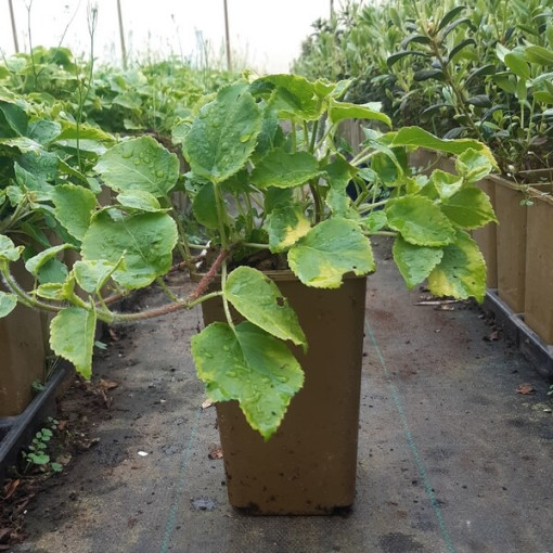 Climbing Hydrangea 'Mirranda' P9/C1