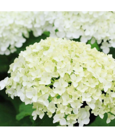 Hydrangea arborescens 'Annabelle' pot, 2l
