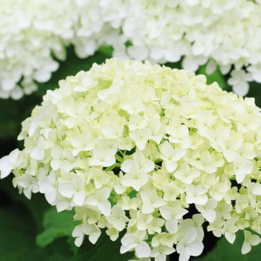 Hydrangea arborescens 'Annabelle' pot, 2l