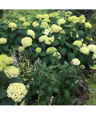 Hydrangea arborescens 'Annabelle' pot, 2l