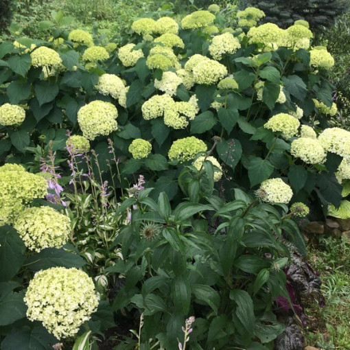 Hydrangea arborescens 'Annabelle' pot, 2l