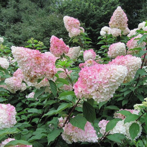 Panicle Hydrangea 'Vanille Fraise' in container, 2L