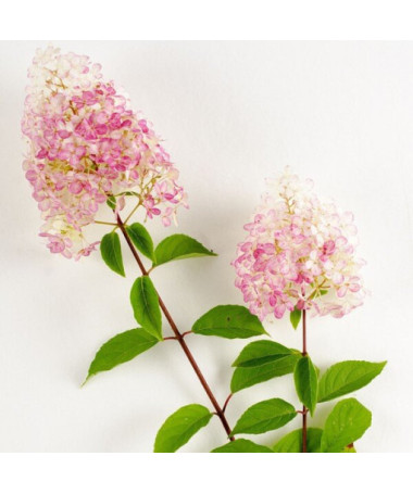 Panicle Hydrangea 'Vanille Fraise' in container, 2L