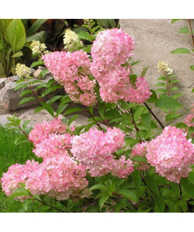 Vanille Frise bouquet hydrangea in P9/C1