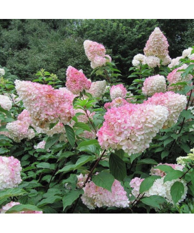 Vanille Frise bouquet hydrangea in P9/C1
