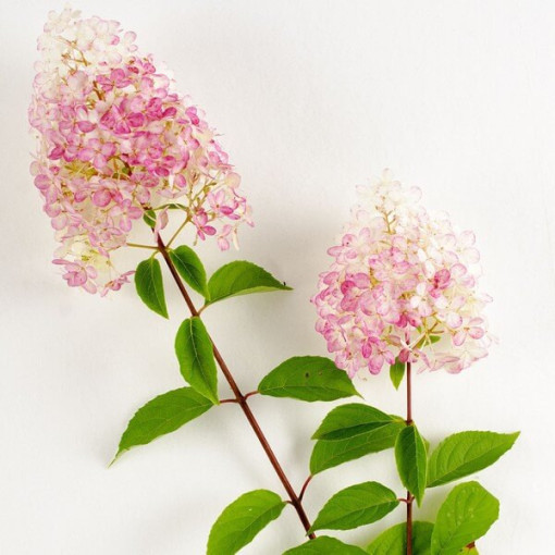 Vanille Frise bouquet hydrangea in P9/C1