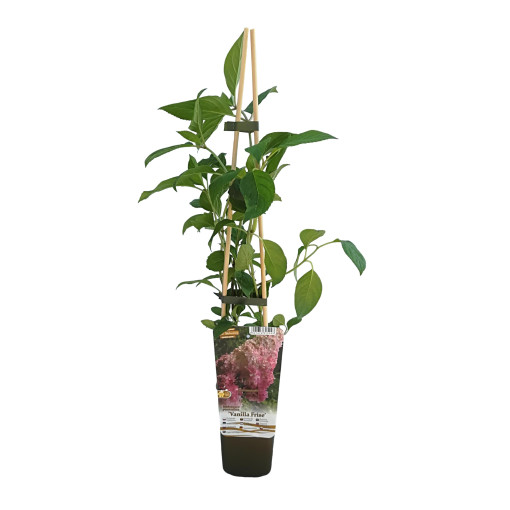 Vanille Frise bouquet hydrangea in P9/C1