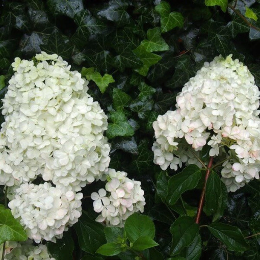 Bouquet hydrangea 'Unique' in a 2l pot