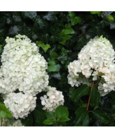 Bouquet hydrangea 'Unique' in a 2l pot