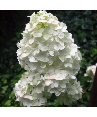 Bouquet hydrangea 'Unique' in a 2l pot